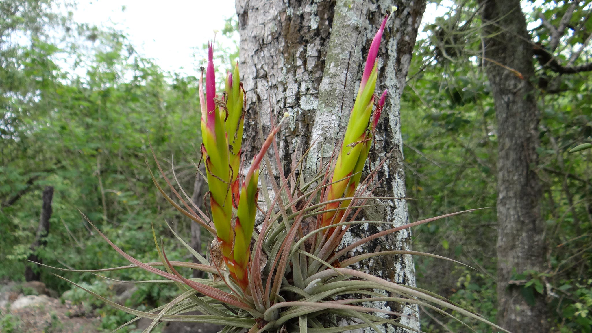 Tillandsia palmasolana 